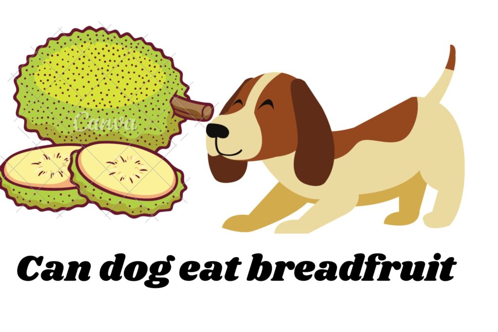 Breadfruit Eat Good for Dogs a scientific experiment