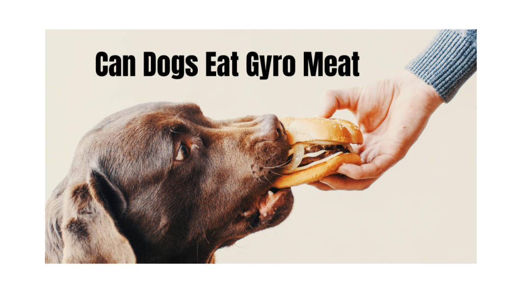 Complete Guide Can Dog Eat Gyro Meat Scientific Experience