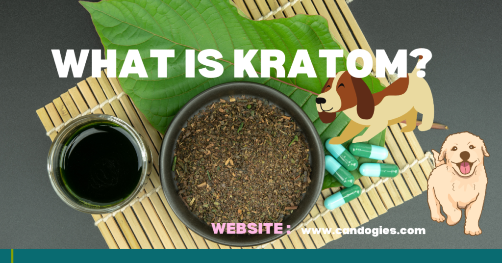 Can Dogs smell Kratom? Elders and Science Experience