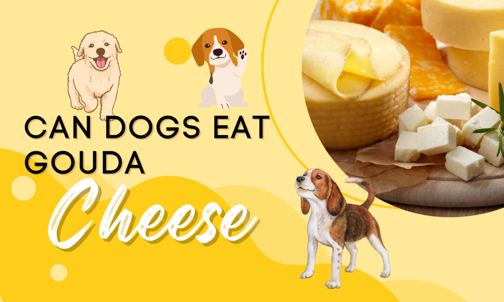 Can Dogs Eat Gouda Cheese? Comprehensive Guide