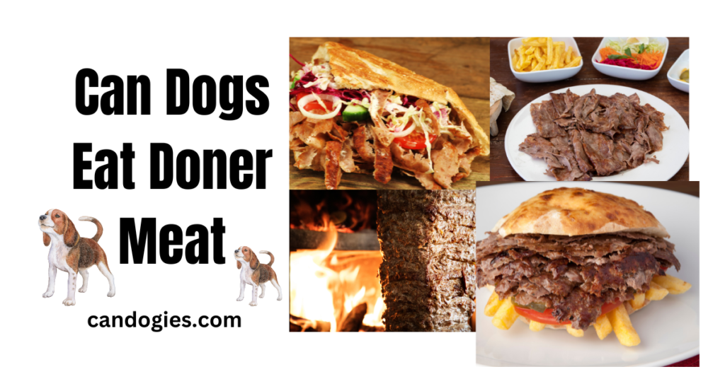 Expert Opinion: Can Dogs Eat Doner Meat Need Know