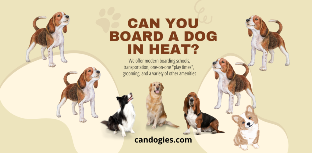 Can you Board a Dog in Heat: Risk or Precaution 2023