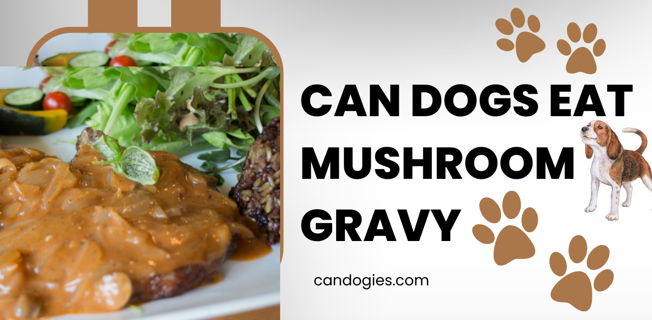 Can Dogs Eat Mushroom Gravy