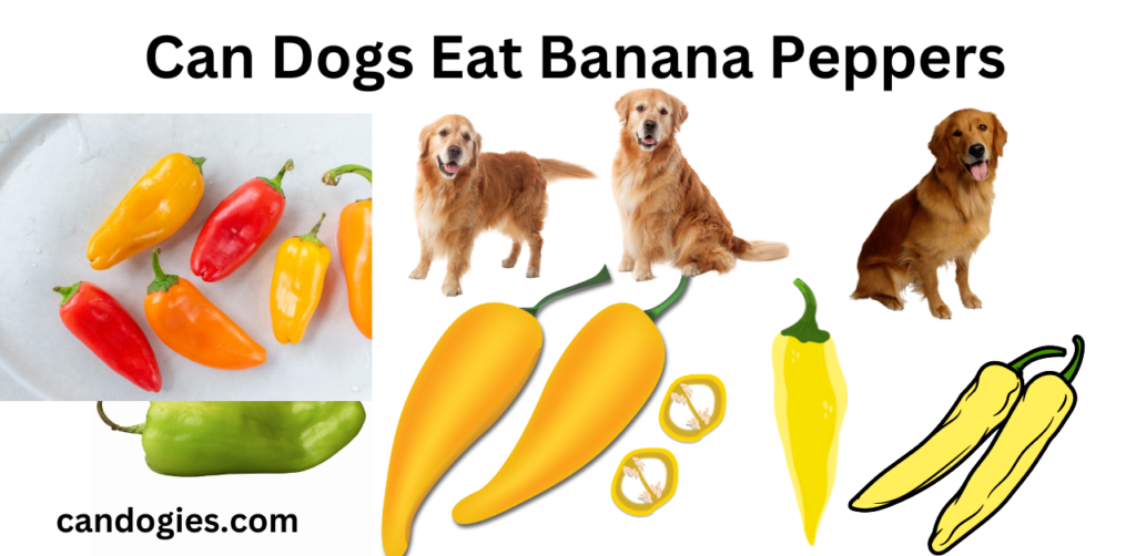 Ultimate Guide Can Dogs Eat Banana Peppers