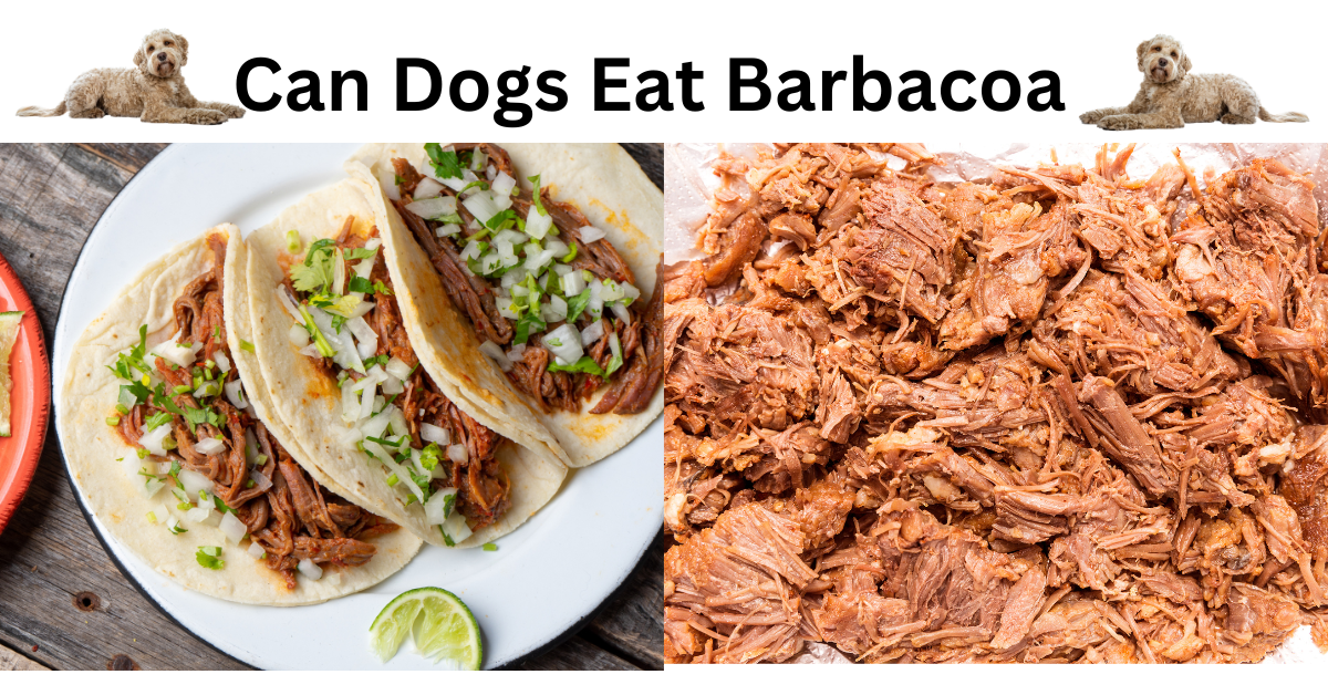 Can Dogs Eat Barbacoa