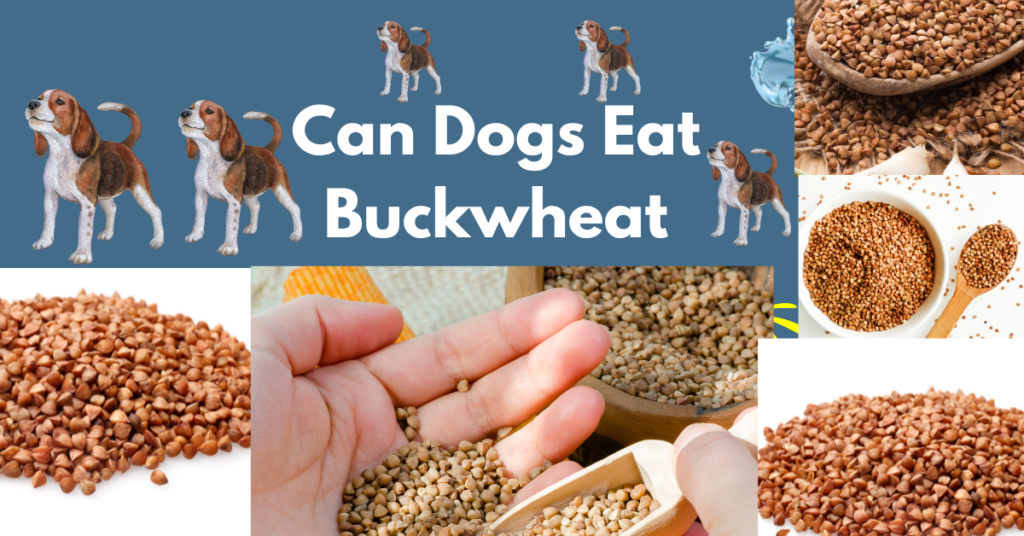Can Dogs Eat Buckwheat? Nutritional Complete Guide