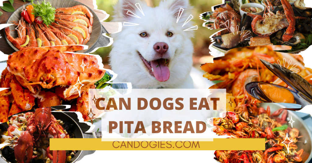 Can Dogs Eat Pita Bread? A Comprehensive Guide
