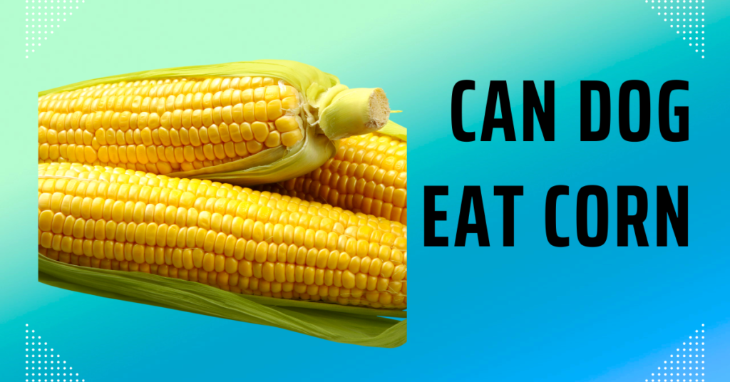 Can Dog Eat Corn? Complete Guide
