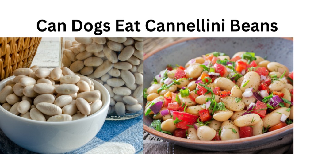 Can Dogs Eat Cannellini Beans