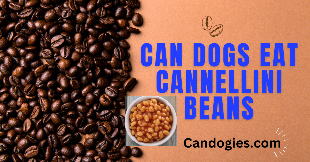 Can Dogs Eat Cannellini Beans