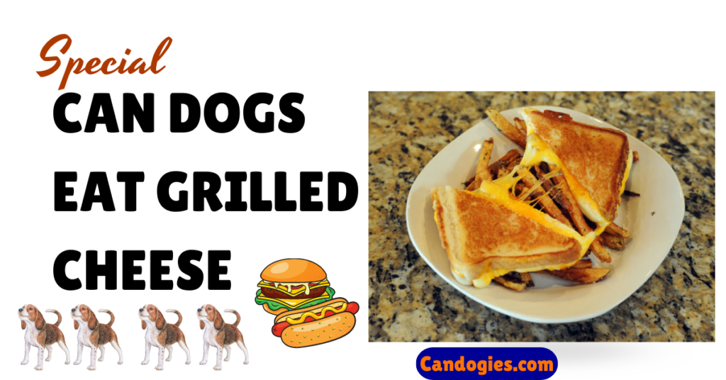 Can Dogs Eat Grilled Cheese? Complete Guide