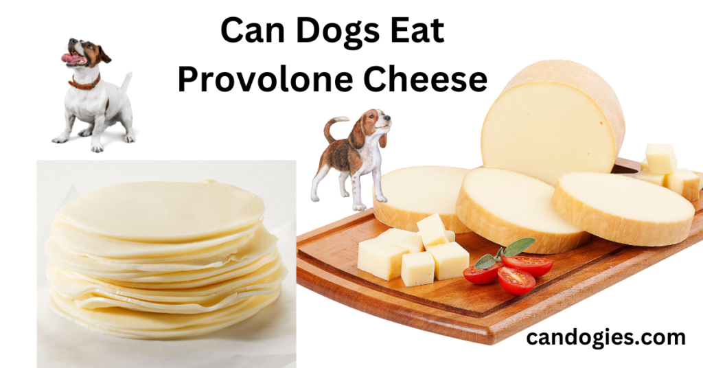 Can Dogs Eat Provolone Cheese? Science experiment