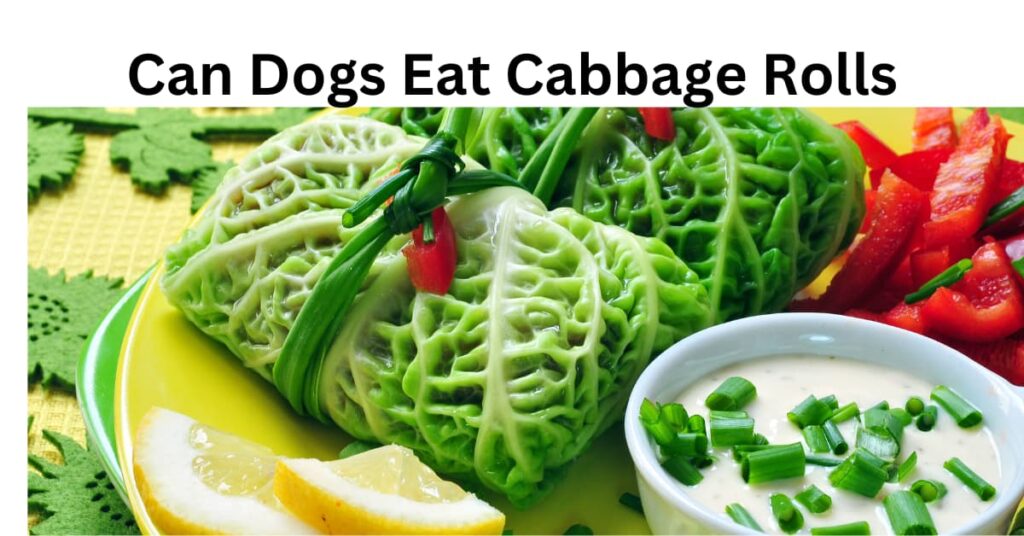 Can Dogs Eat Cabbage Rolls? A Guide to Safe Feeding