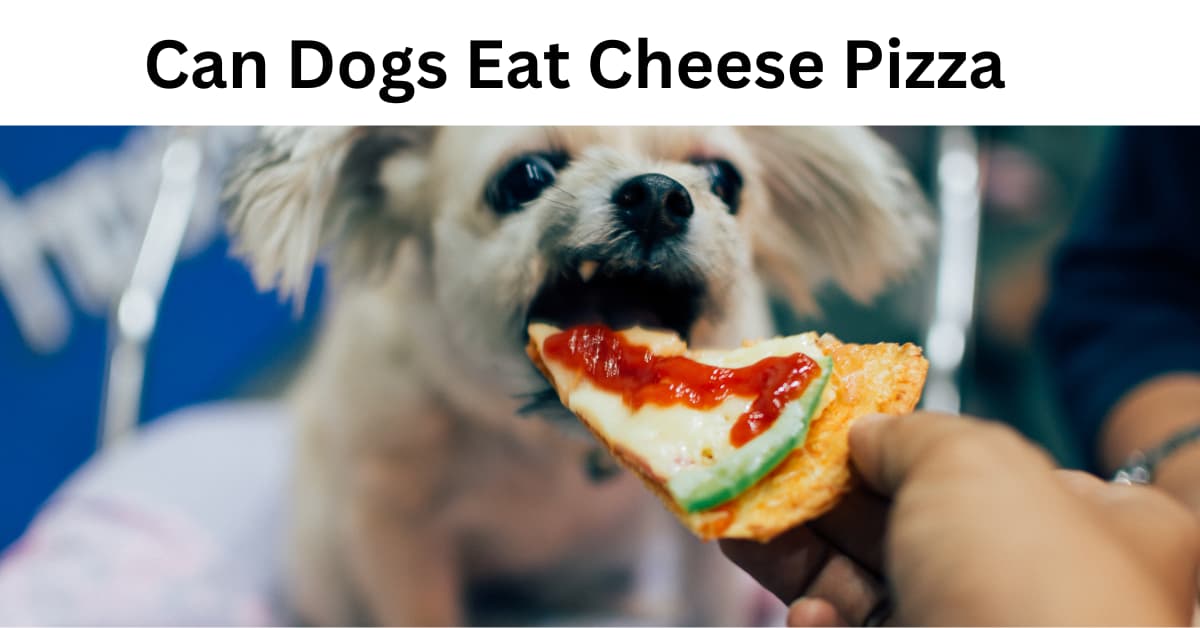 Can Dogs Eat Cheese Pizza