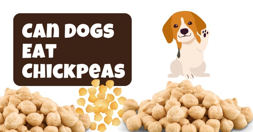 Can Dogs Eat Chickpeas? A Comprehensive Guide to Chickpeas