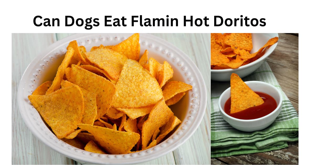 Can Dogs Eat Flamin Hot Doritos
