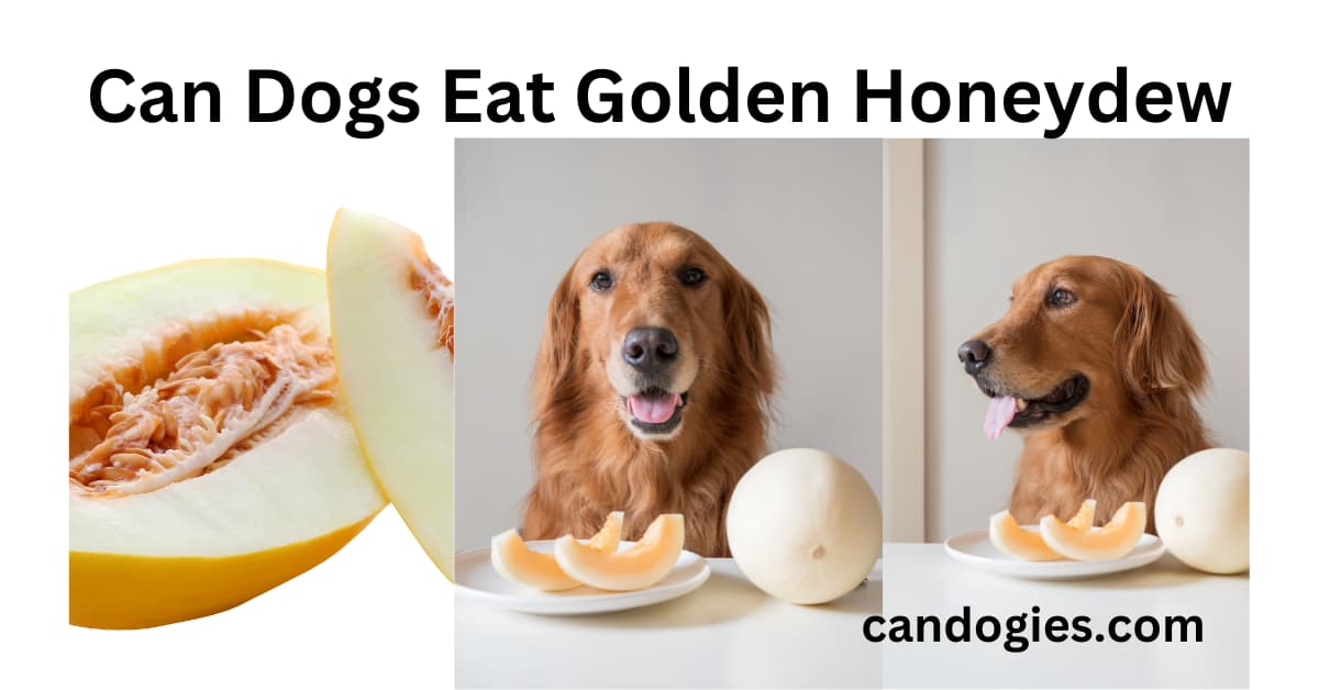 Can Dogs Eat Golden Honeydew