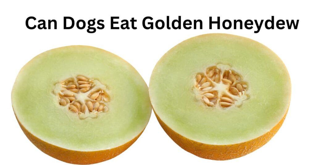 Can Dogs Eat Golden Honeydew