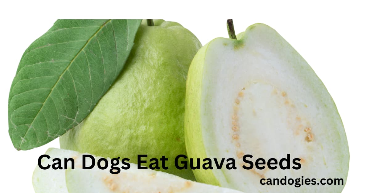 Can Dogs Eat Guava Seeds