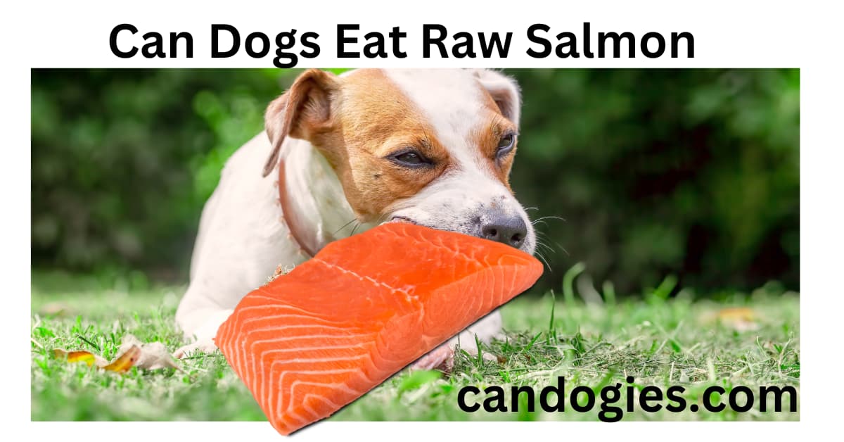 Can Dogs Eat Raw Salmon