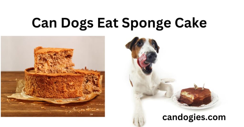 Can Dogs Eat Sponge Cake? A Comprehensive Guide