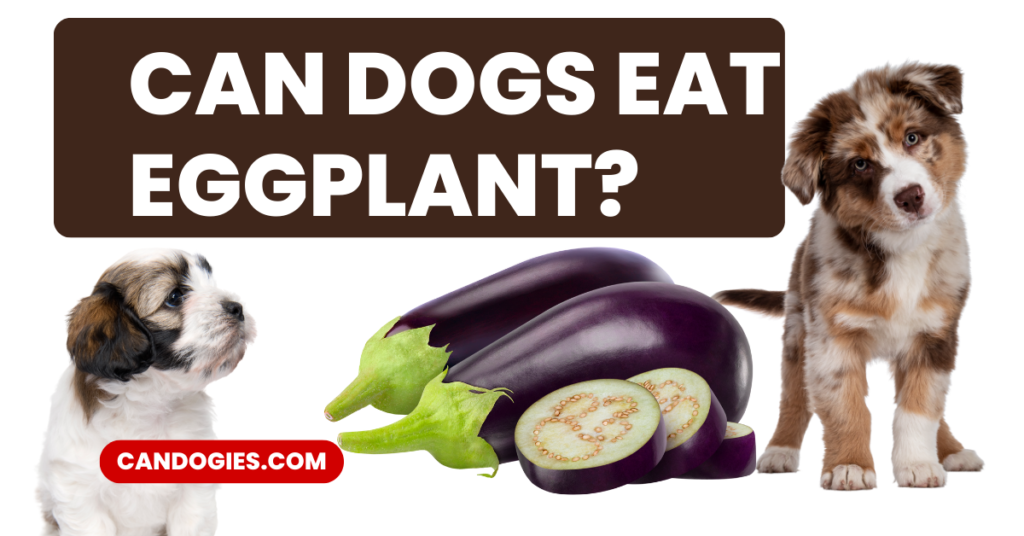 Can Dogs Eat Eggplant Bones? Best Ultimate Guide