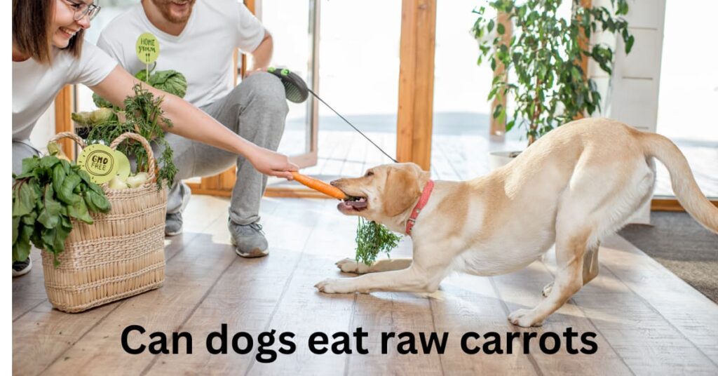 Can dogs eat raw carrots