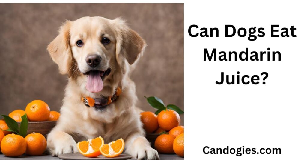 Can Dogs Eat Mandarin Juice? A Definitive Guide
