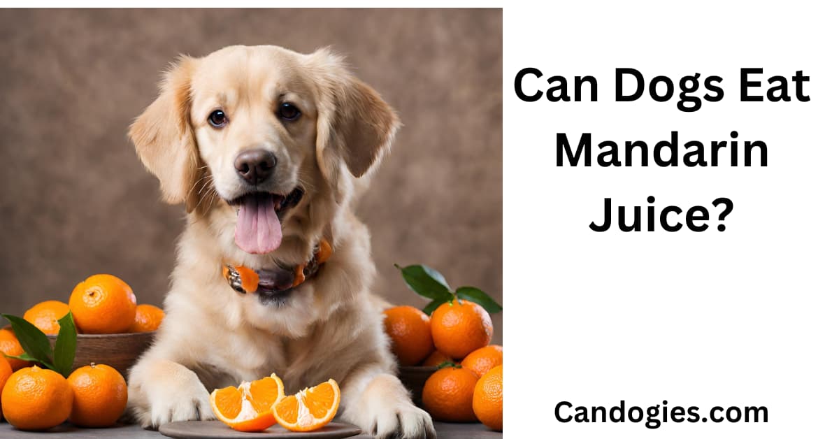 Can Dogs Eat Mandarin Juice