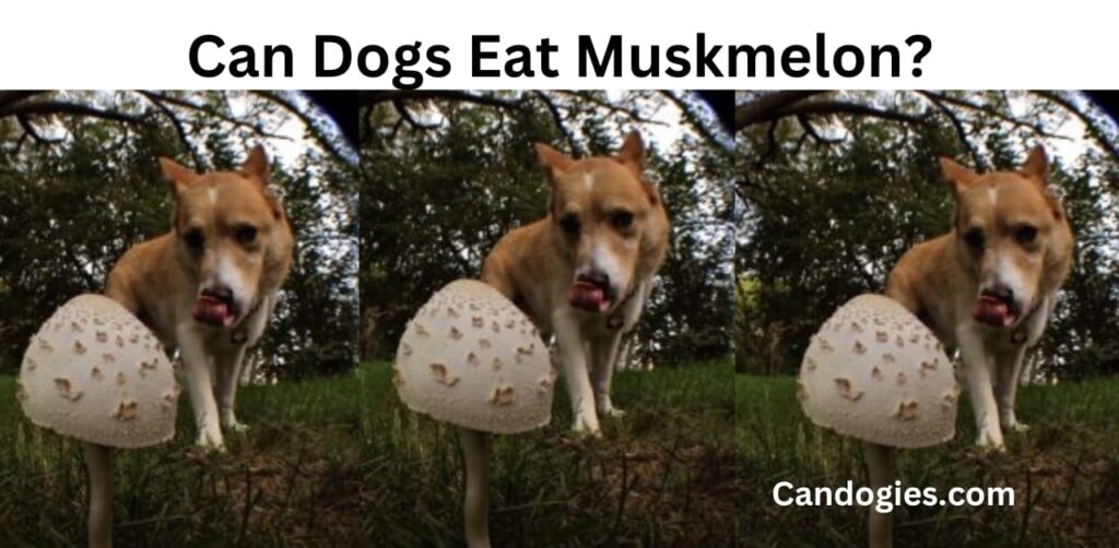 Can Dogs Eat Muskmelon