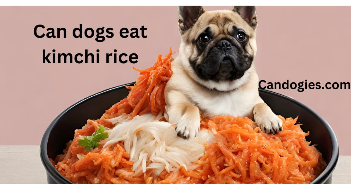 Can dogs eat kimchi rice