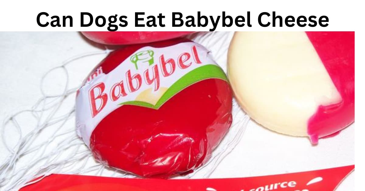can dogs eat babybel cheese