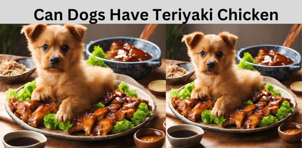 Can Dogs Have Teriyaki Chicken