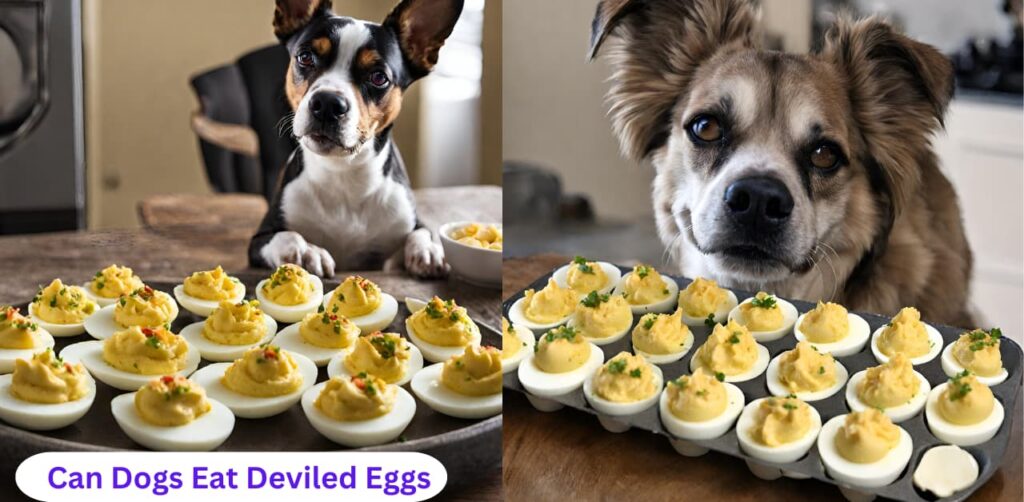 Can Dogs Eat Deviled Eggs