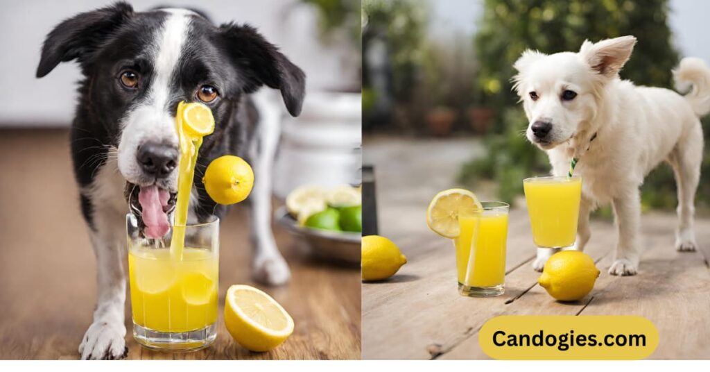 Can Dogs Drink Lemon Juice? Alternatives to Consider