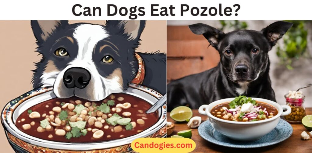 Can Dogs Eat Pozole