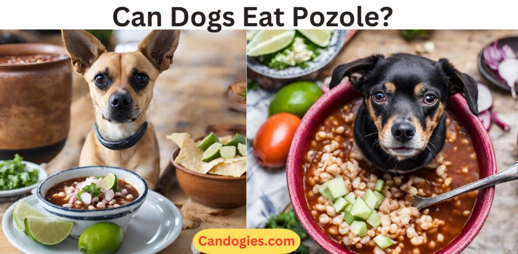 Can Dogs Eat Pozole